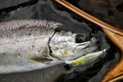 Decoy Single28 Troutin Single -Baitcast Ruten Verkäufe DS284r 5